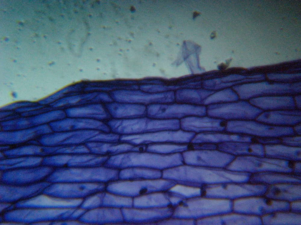 Adattare una digitale al microscopio?